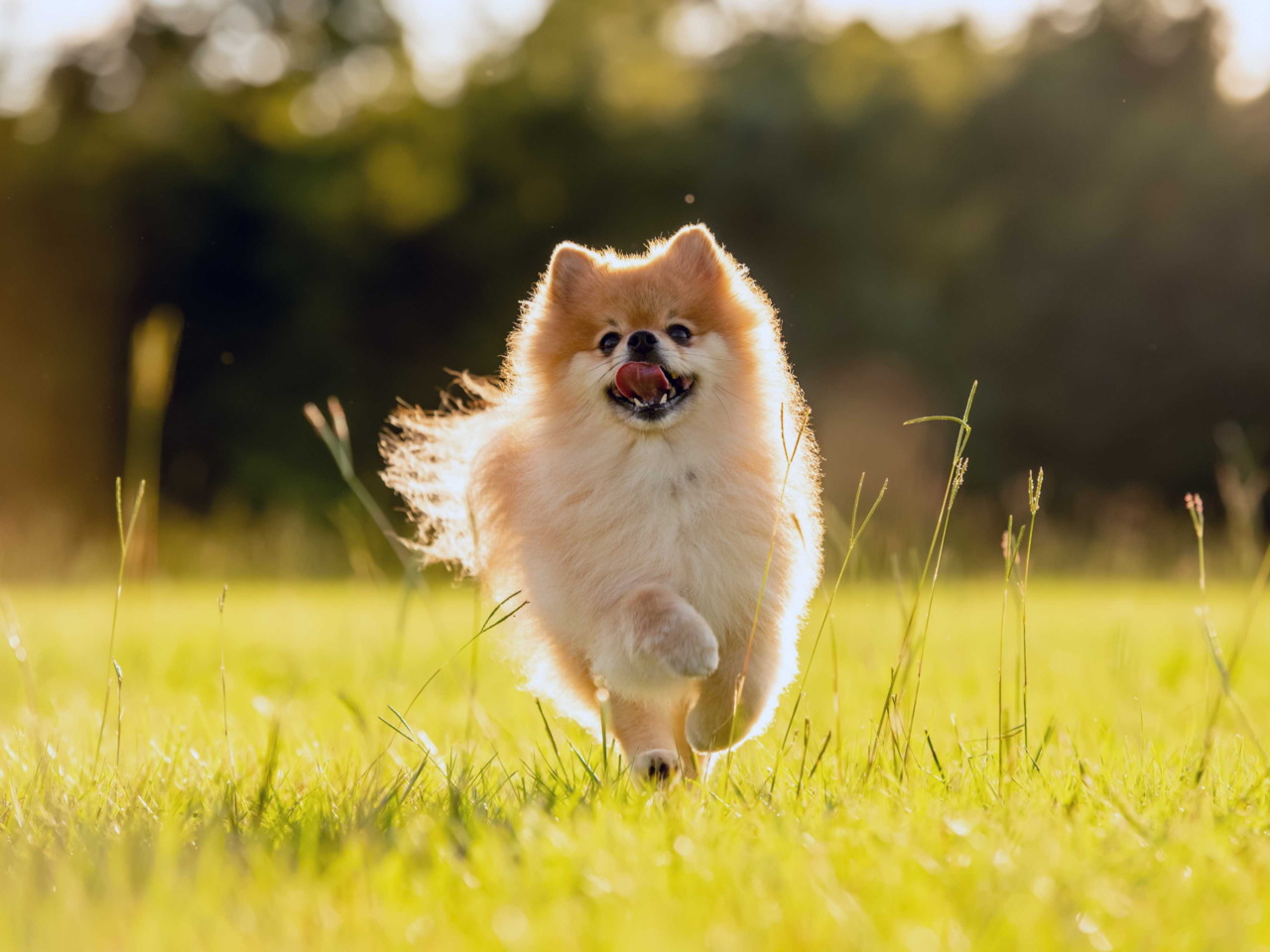 Best Dog Food for Pomeranians in NZ