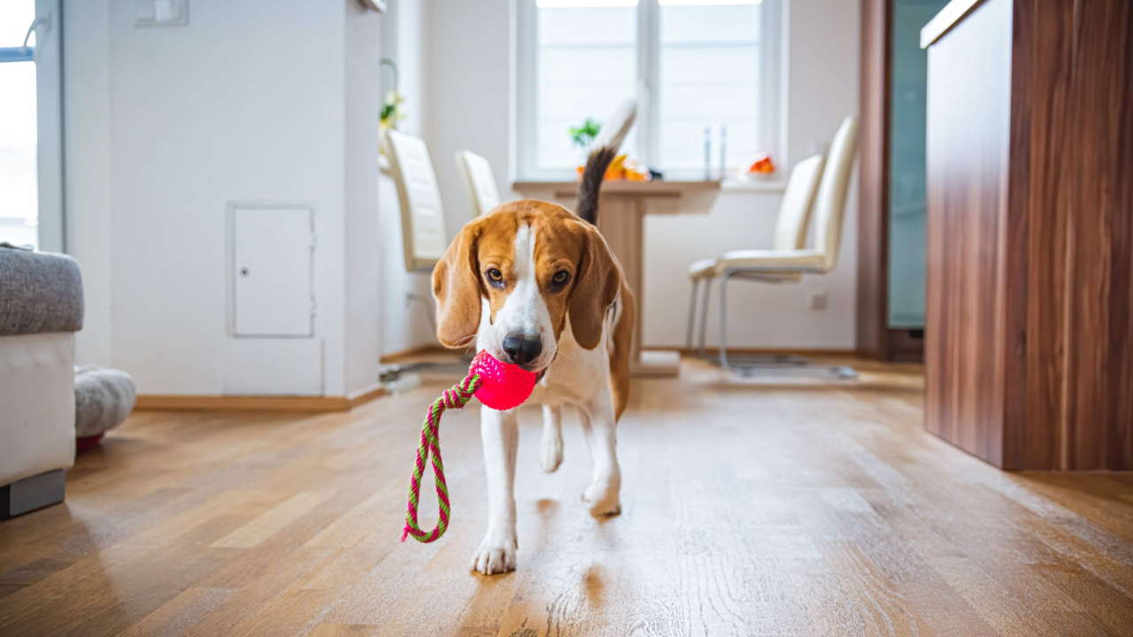 Top Dog Toys for Indoor Play: Keep Your Pup Happy & Stimulated at Home Top Dog Toys for Indoor Play: Keep Your Pup Happy & Stimulated at Home