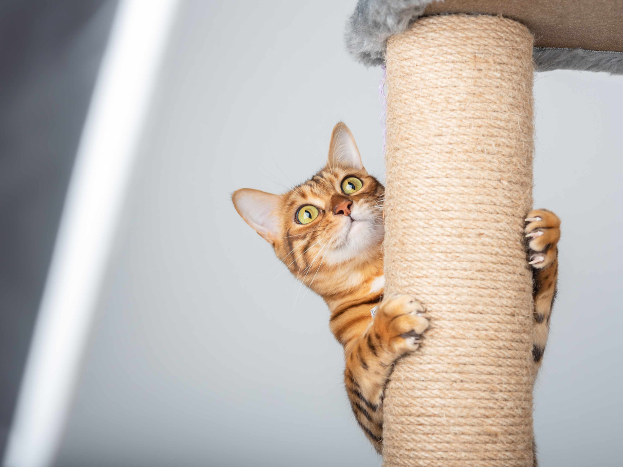 How to Set Up the Perfect Cat Enrichment Area at Home