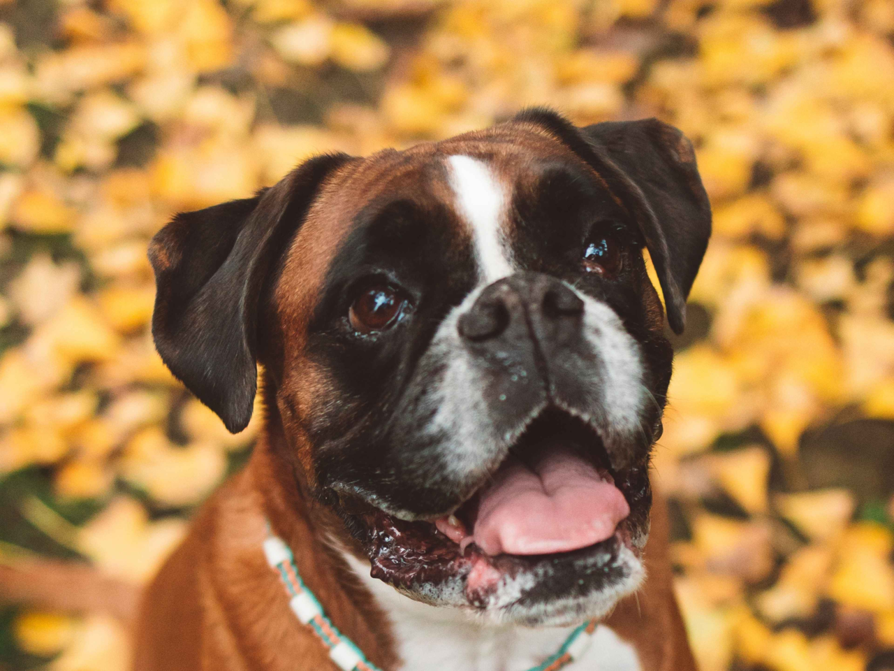 Best Dog Food for Boxers in NZ: Top Choices for a Healthy, Happy Pup