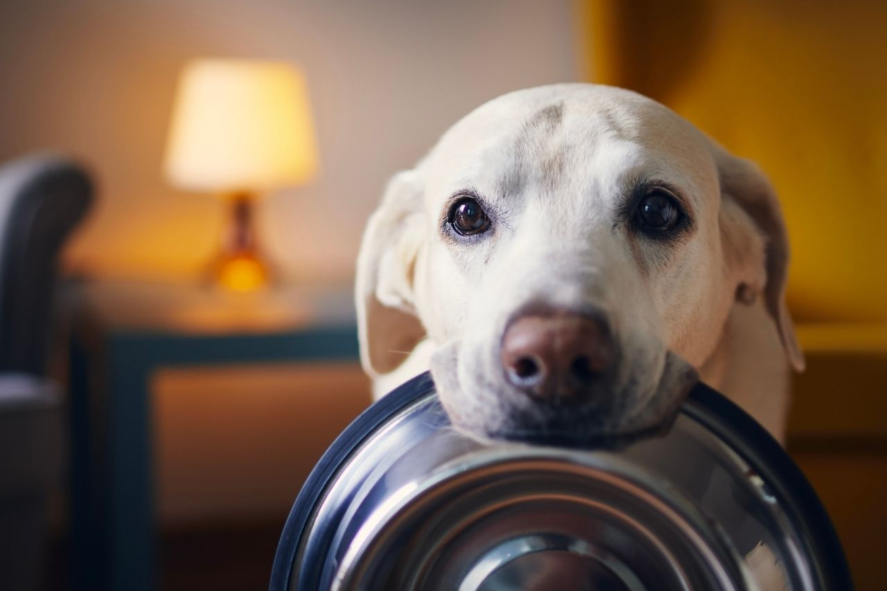 Best Wet Dog Food in NZ: Top Picks for Every Budget & Life Stage