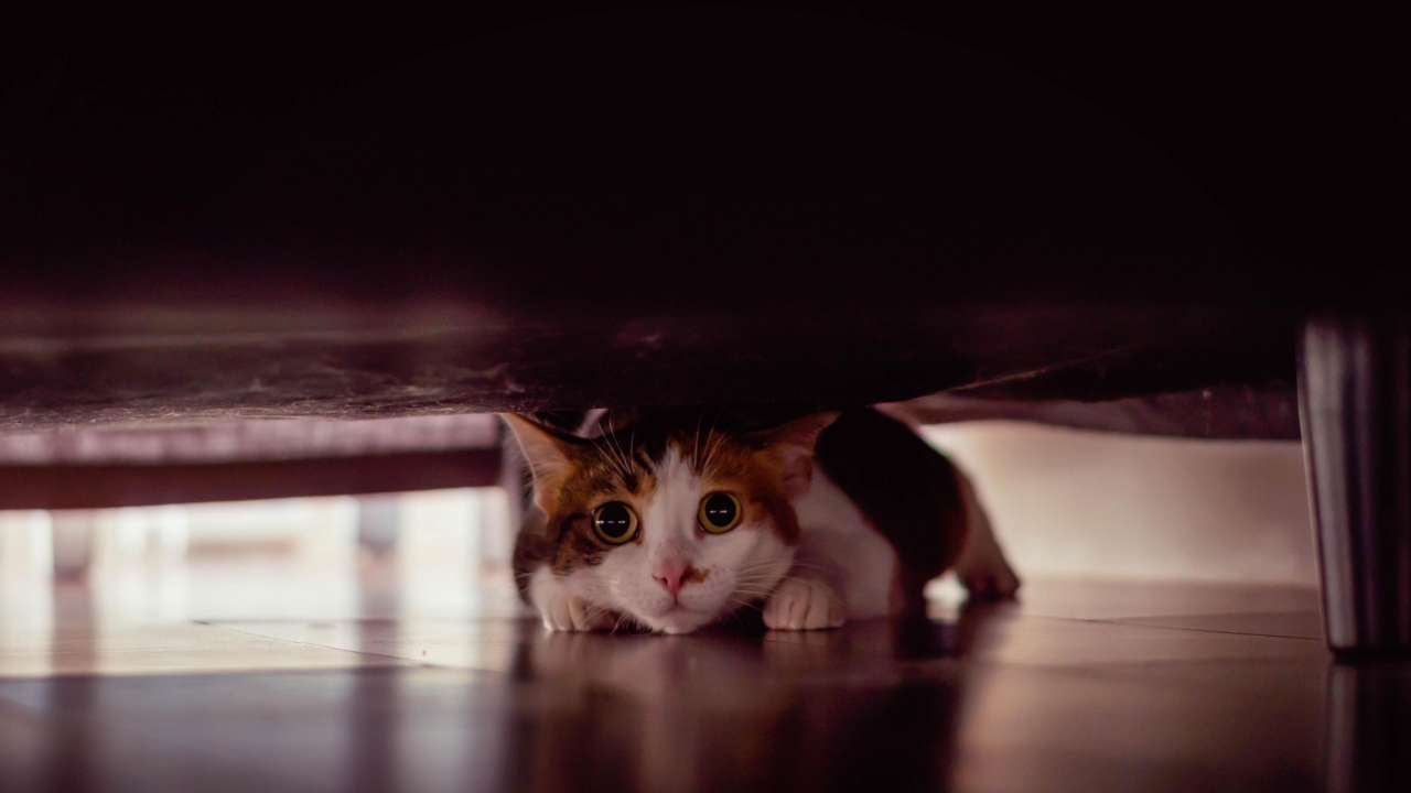 How to Help Your Anxious Pet: Causes, Signs & Calming Solutions in NZ