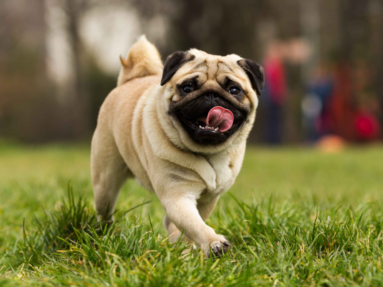 Best Dog Food for Pugs in NZ