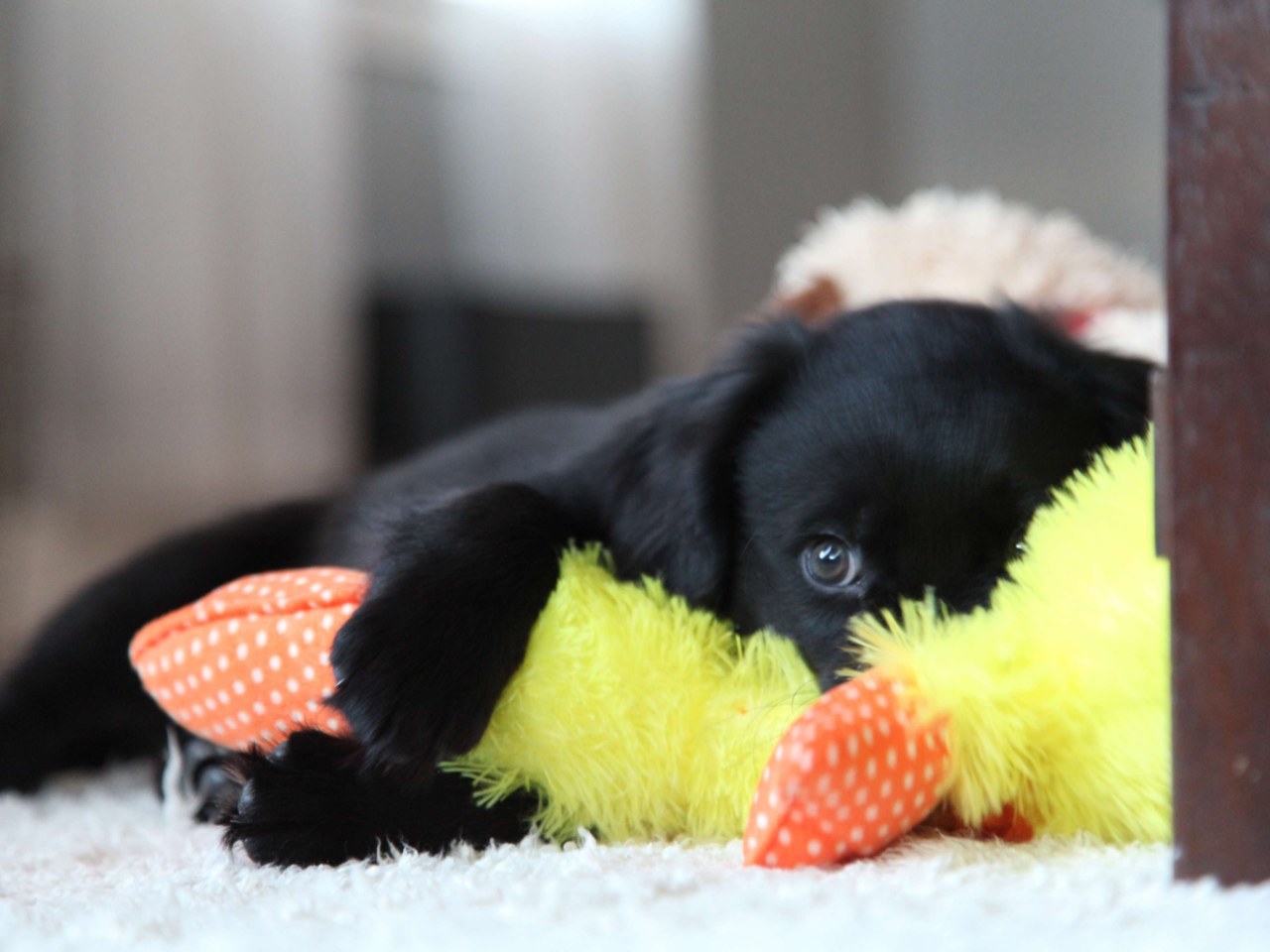 Calming Toys and Techniques for Anxious Puppies