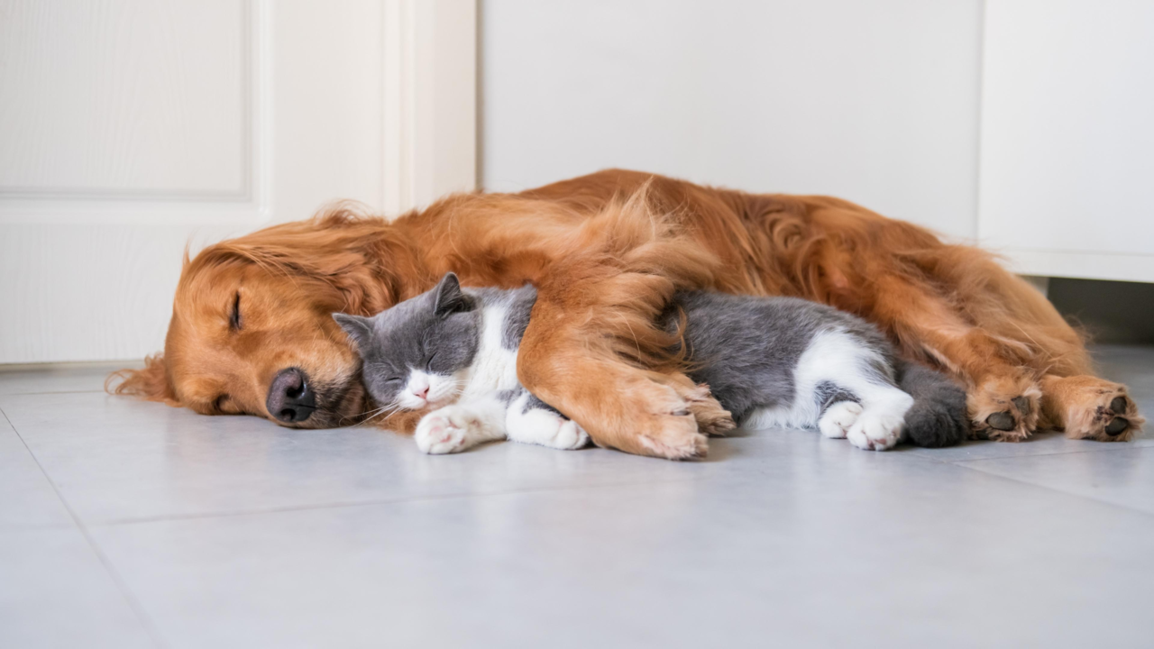 How To Use Adaptil Or Feliway To Calm Your Pet: A Behaviourist’s Advice How To Use Adaptil Or Feliway To Calm Your Pet: A Behaviourist’s Advice