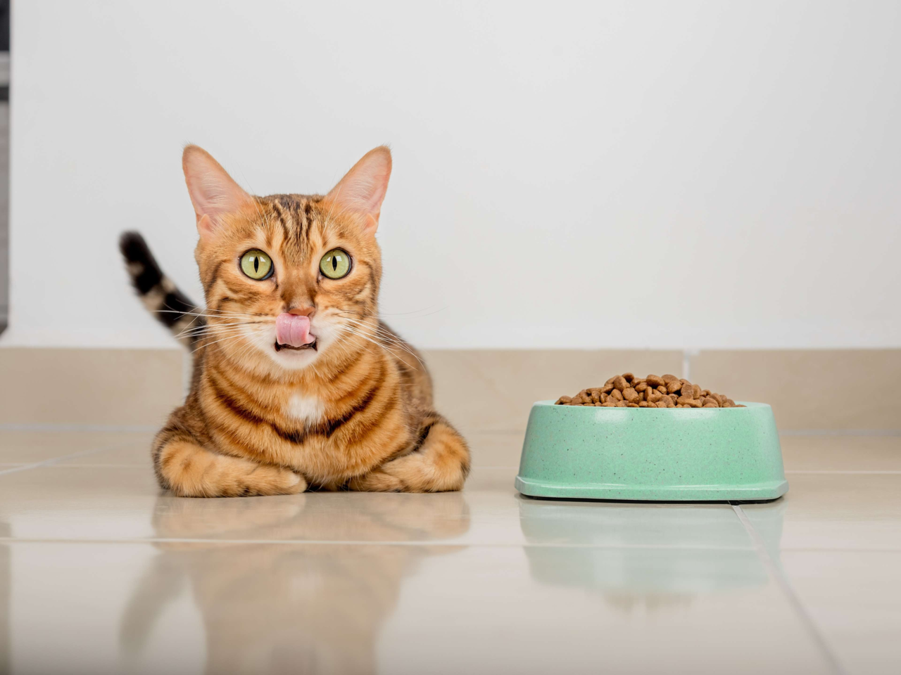 What to Do If Your Pet Refuses to Eat: Causes and Solutions