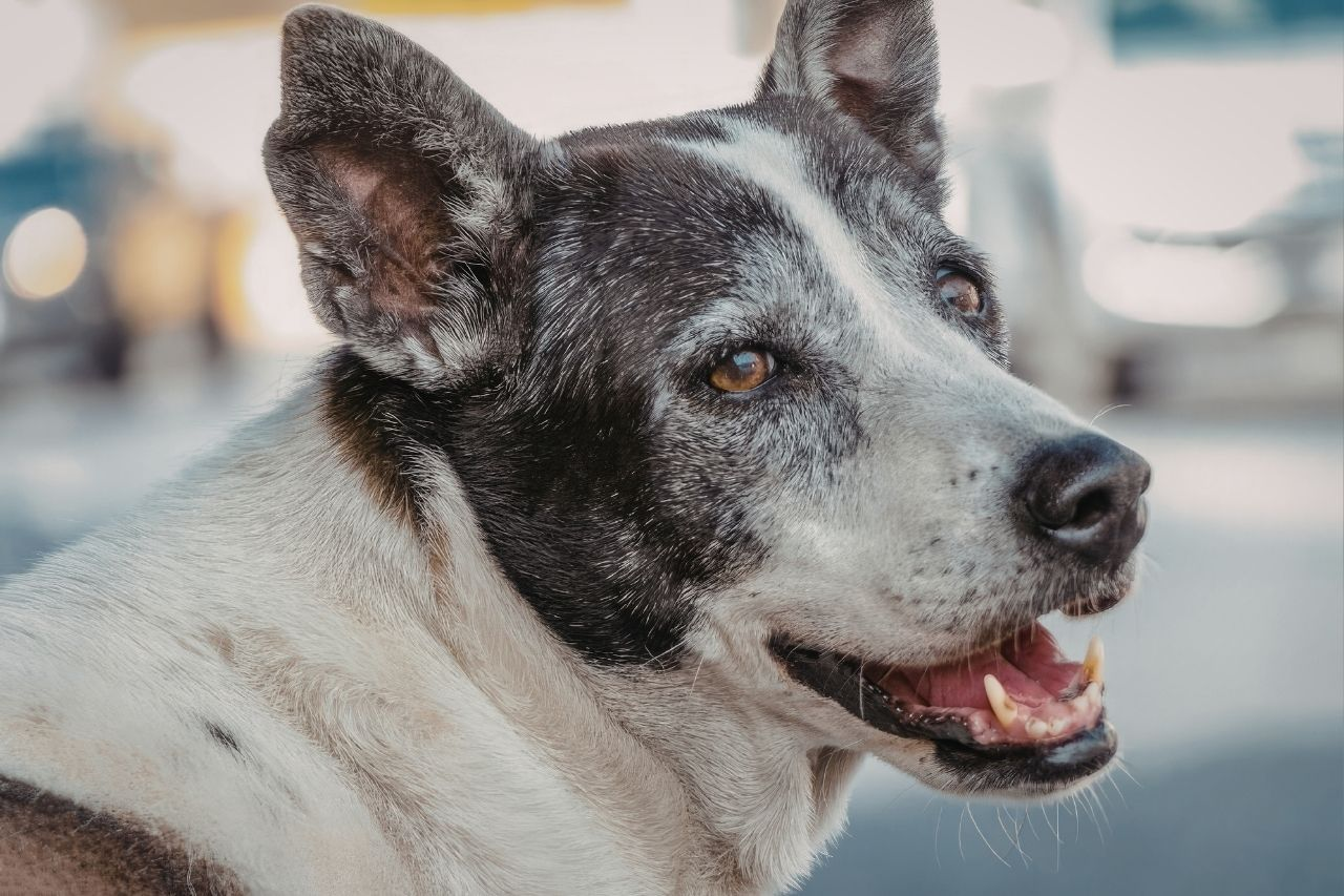Dental Health for Senior Dogs: Why It Matters More Than Ever