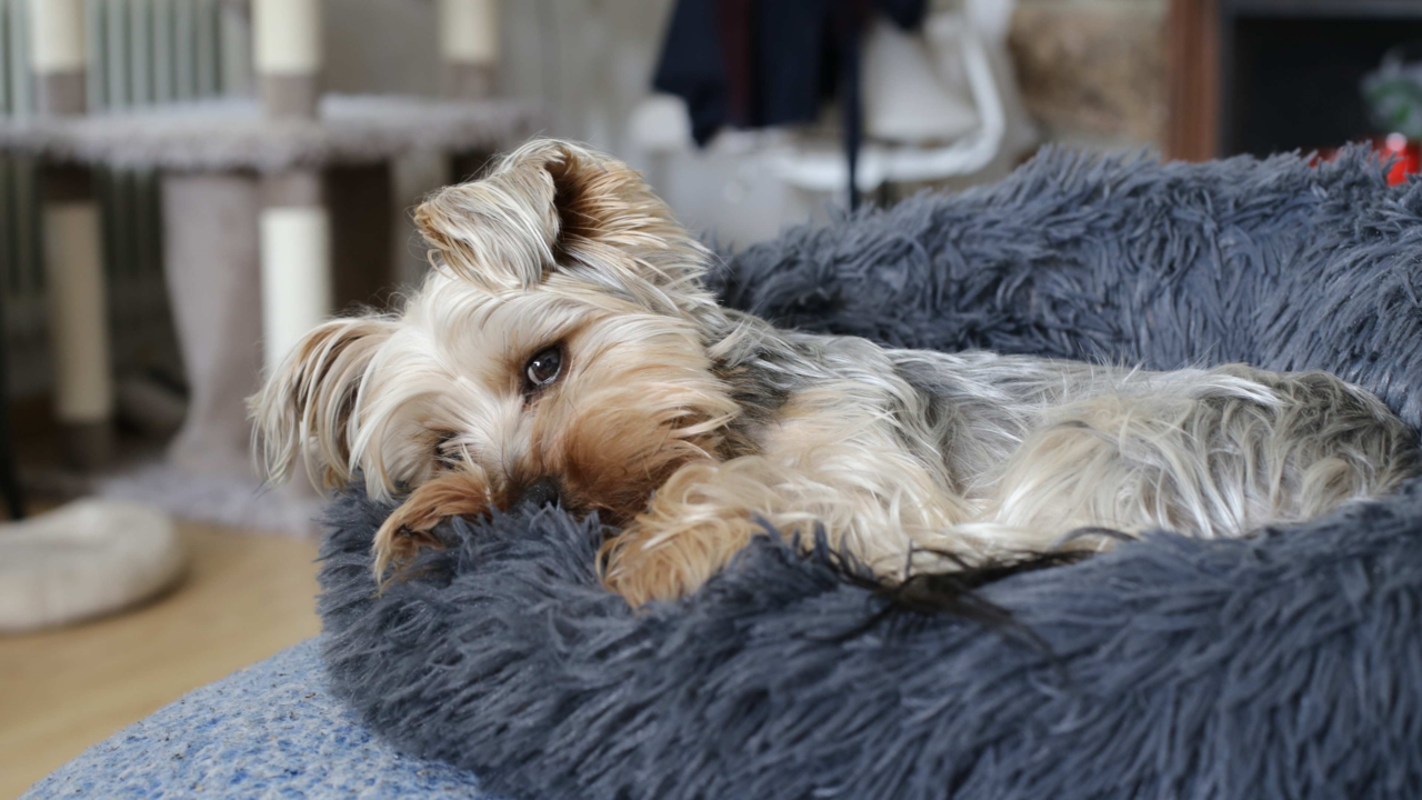  Why Your Pet Has Gas: Causes, Symptoms & Ways to Help