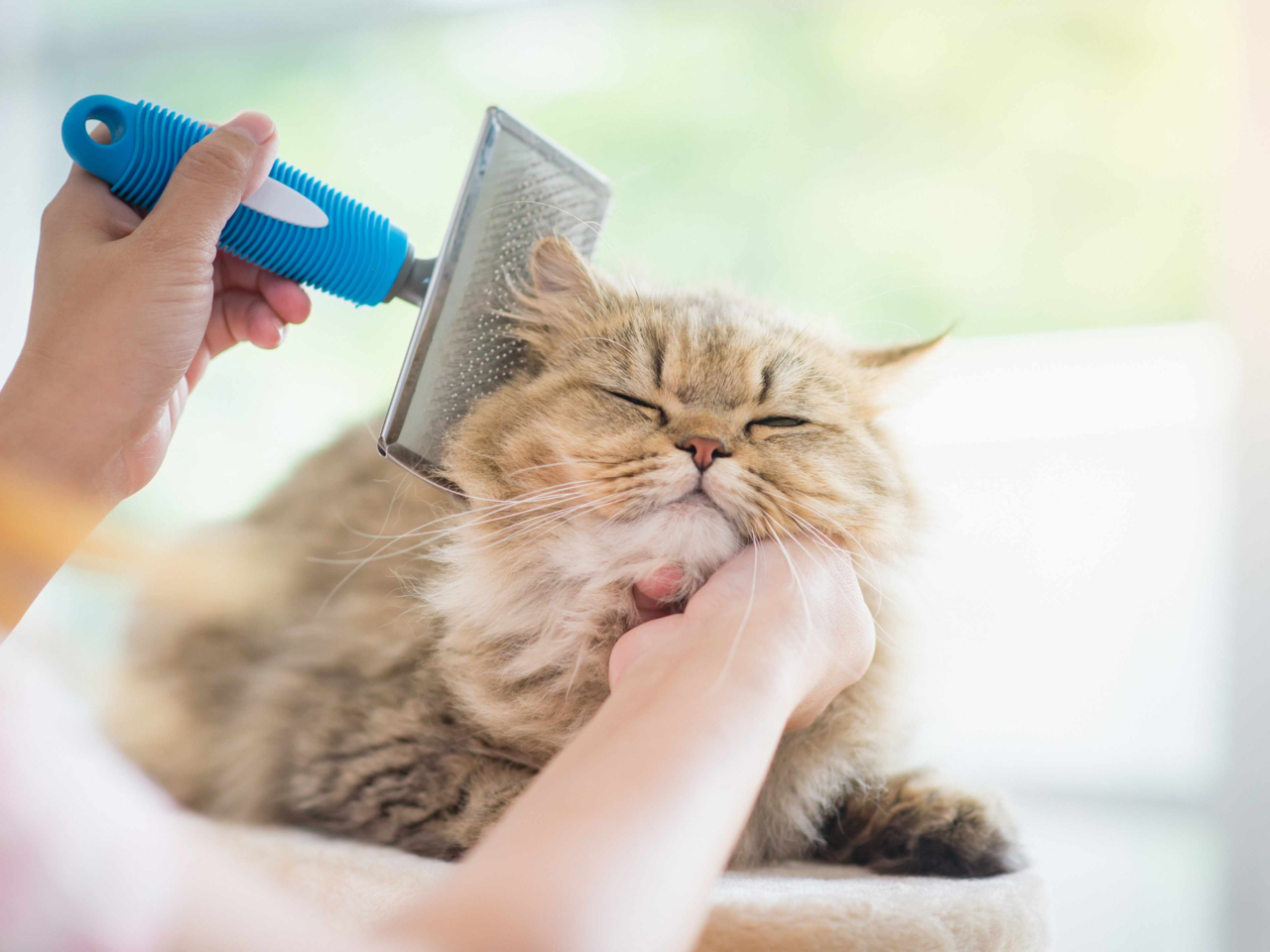 How to Prevent Hairballs in Longhaired Cats: Tips for a Healthier, Happier Cat