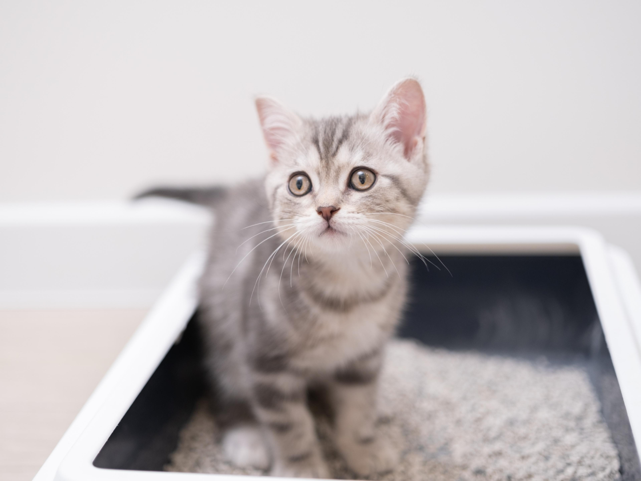 5 Common Litter Training Mistakes for Cats (and How to Fix Them)