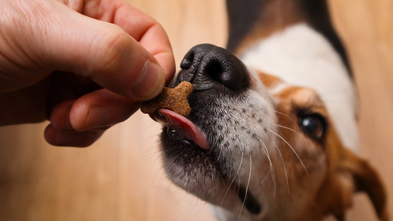 Best Dental Chews for Dogs in NZ: What to Look For