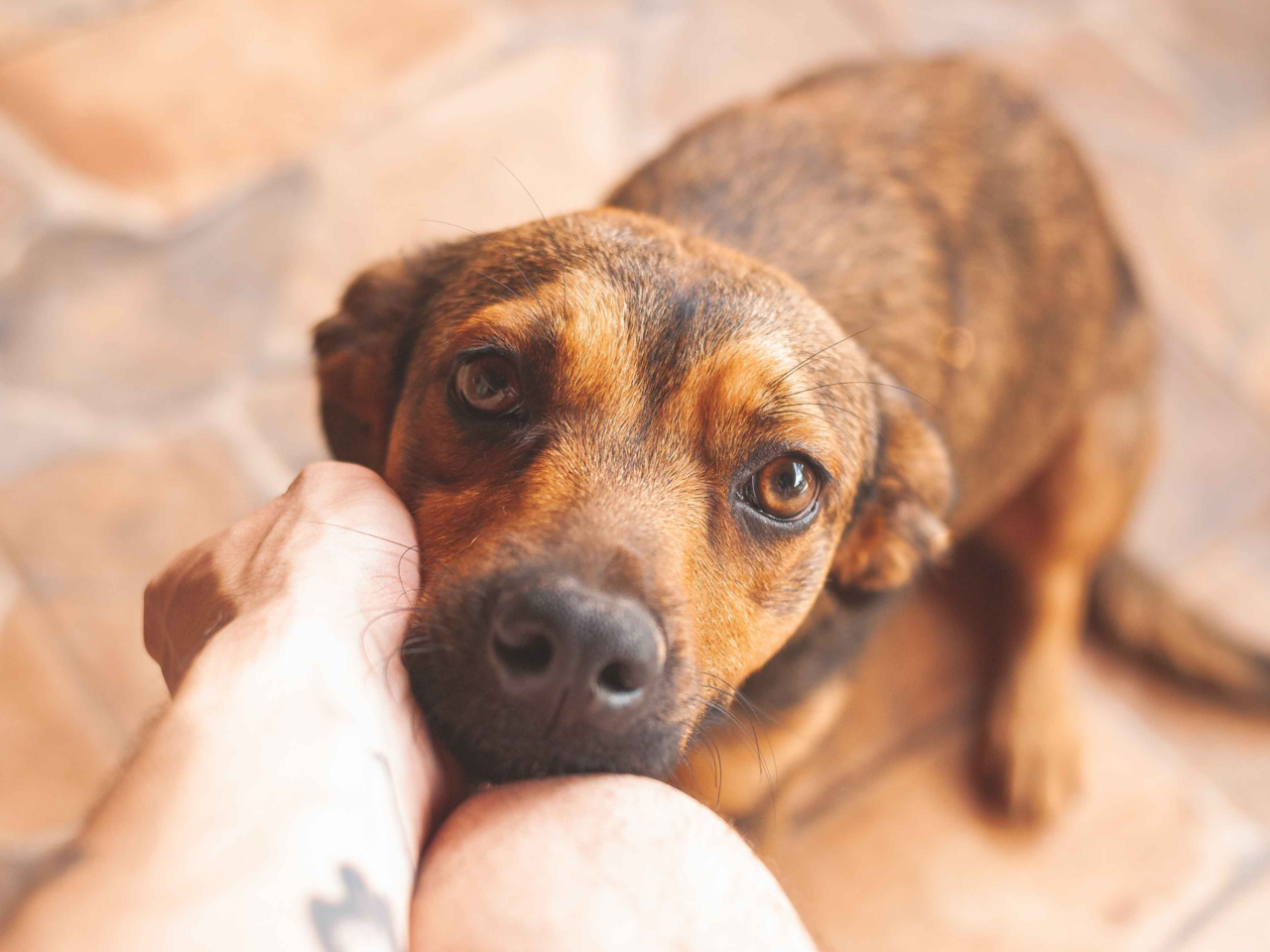 Why Does My Dog Stare at Me? Understanding Dog Eye Contact