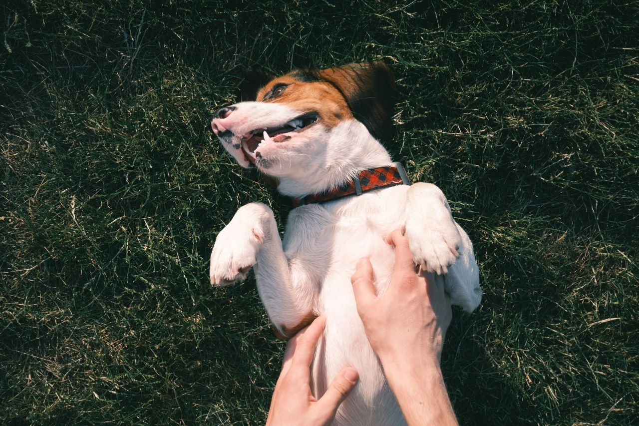 Best Dog Food for Sensitive Stomachs in NZ: Top Picks for Digestive Health