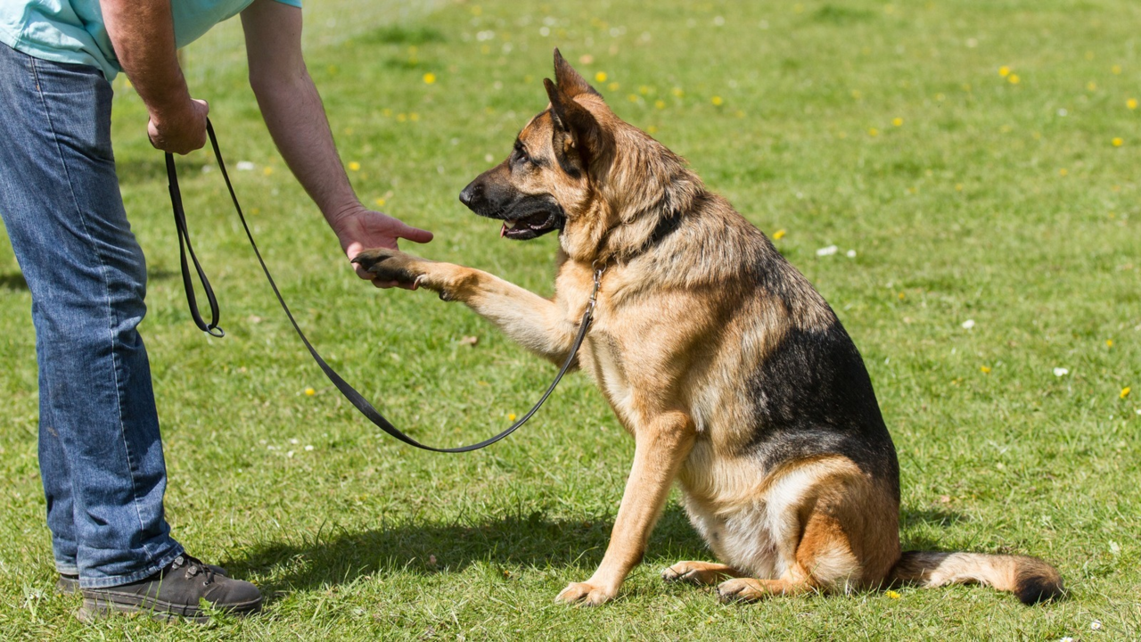 How to Train a German Shepherd: A Step-by-Step NZ Guide
