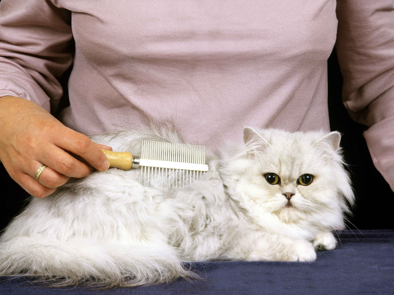 Top Accessories Every Persian Cat Owner in NZ Needs
