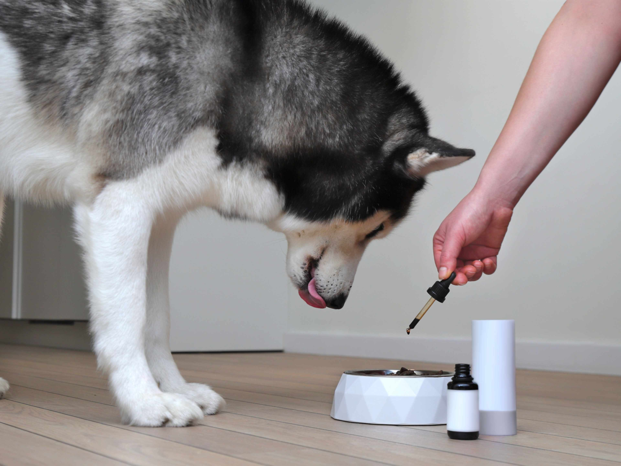 Food Toppers for Pets: Benefits, Types & How to Choose the Best One