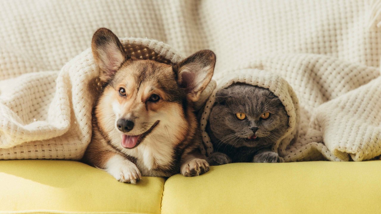 Are Pet Heat Pads Safe? What NZ Pet Parents Should Know Are Pet Heat Pads Safe? What NZ Pet Parents Should Know