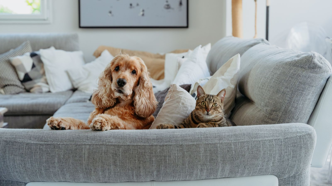 A Home Dental Care Guide to Preventing Bad Breath in Dogs & Cats
