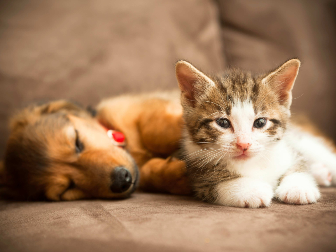 Daily Puppy & Kitten Care Schedules for New Pet Parents