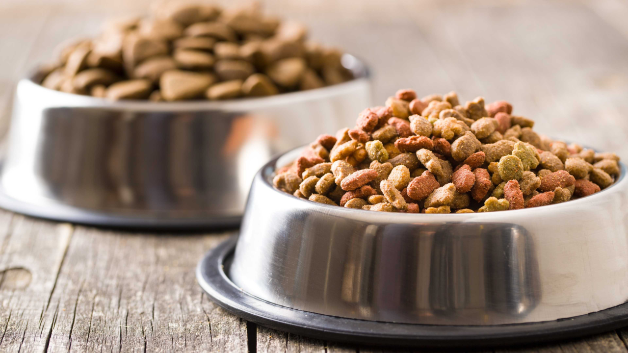 How to Safely Transition Your Pet to a New Diet