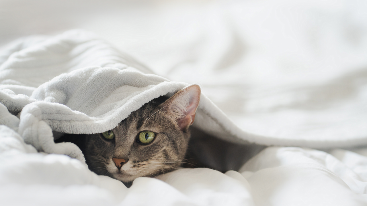 Cat Enrichment Activities for Indoors During Winter Cat Enrichment Activities for Indoors During Winter