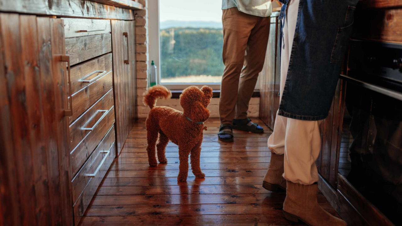 What Human Foods Can Dogs Eat in New Zealand? Vet-Approved Guide