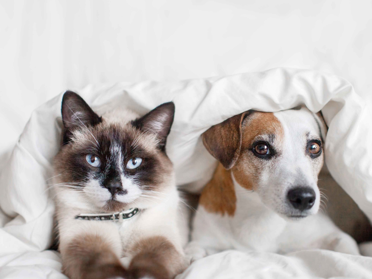 How to Introduce a New Pet to Your Current Pet Smoothly