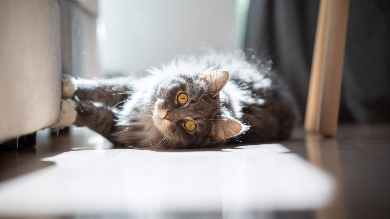 How To Stop Your Cat From Scratching The Couch How To Stop Your Cat From Scratching The Couch