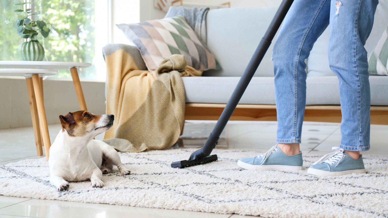 How to Create an Allergy-Free Home for Dogs: Easy Tips for Pet Parents