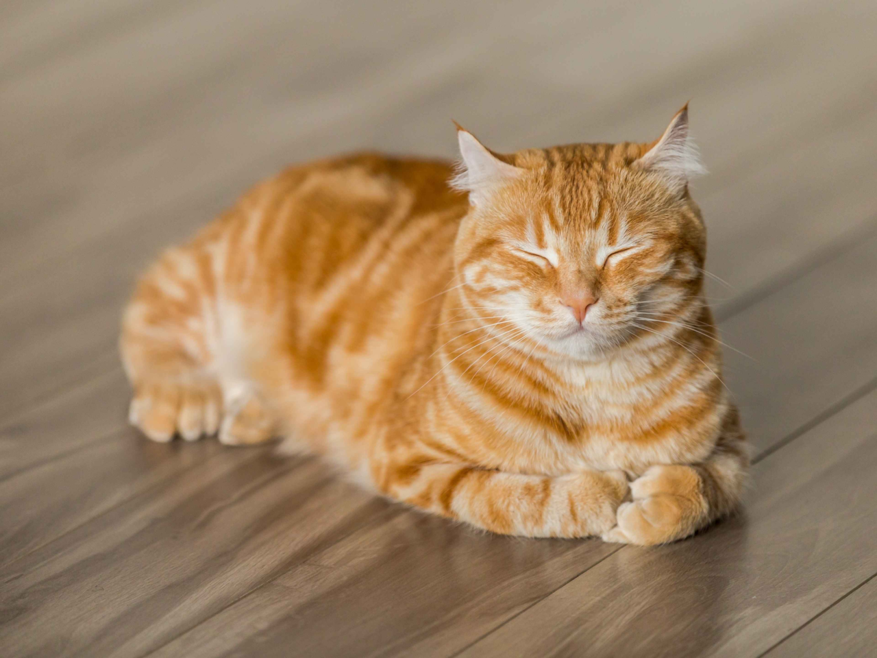 Why Do Cats Loaf? What This Cute Cat Behaviour Really Means