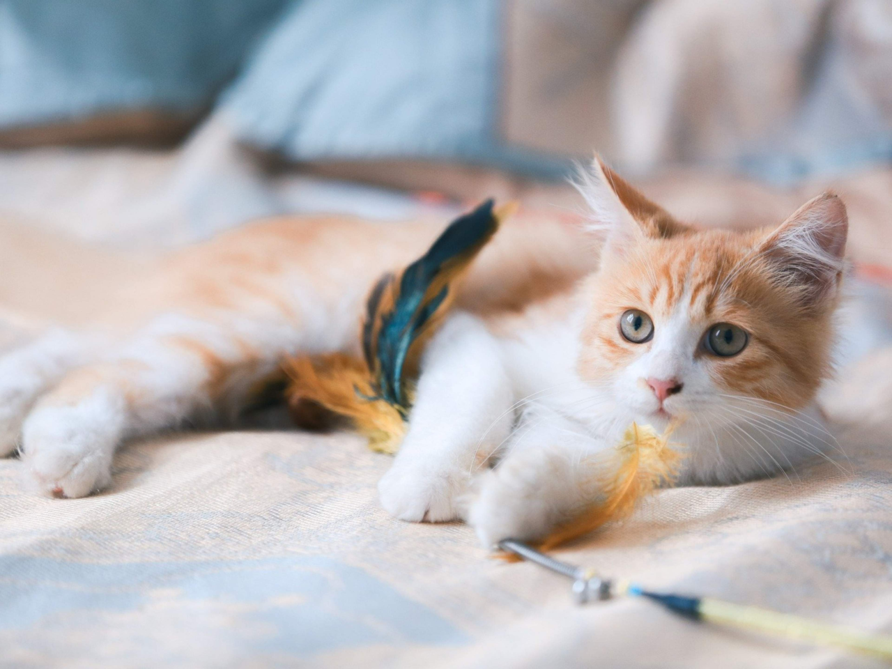 Top 10 Indoor Cat Toys to Keep Your Cat Active and Happy