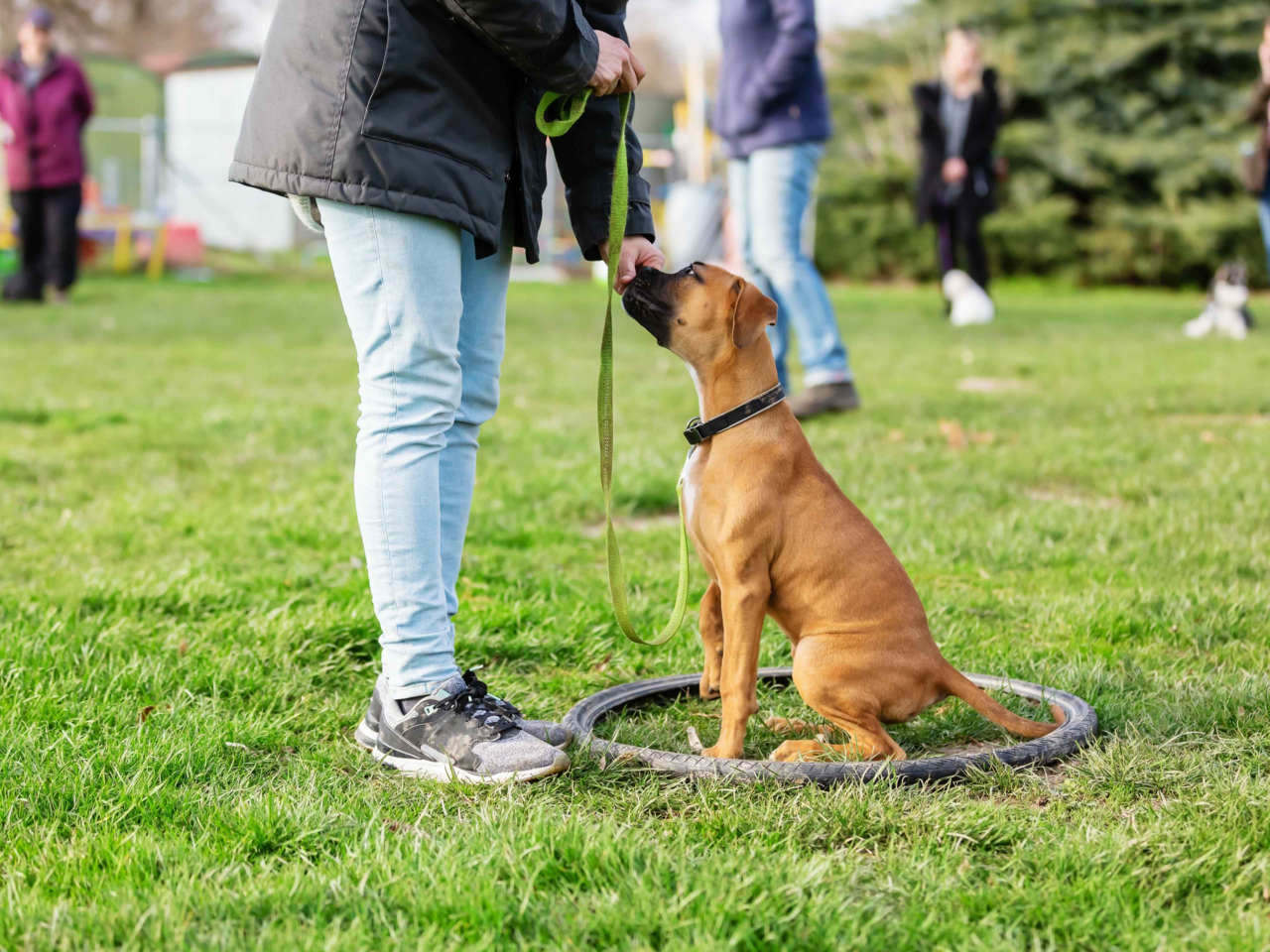Boxer Training Tips for Energetic Dogs in New Zealand