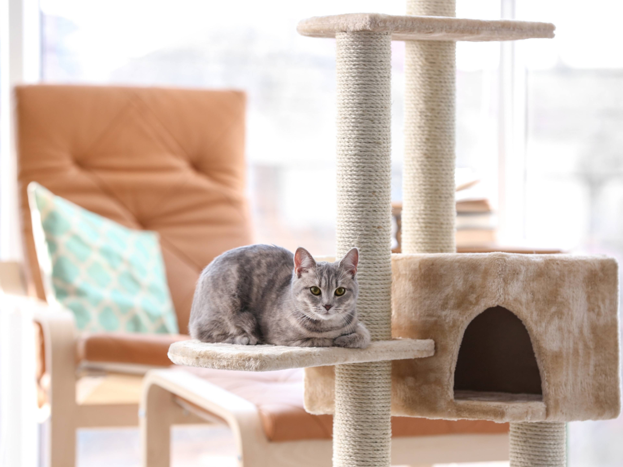 The Ultimate Guide to Cat Scratchers: How to Choose, Use and Maintain Them