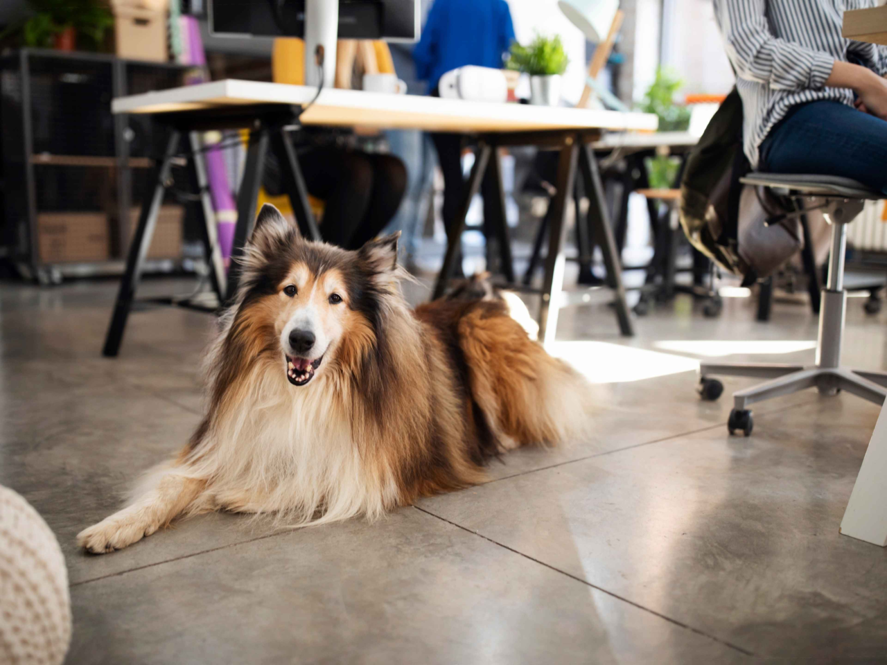 The Ultimate Dog Work Bag Checklist for a Stress-Free Office Day