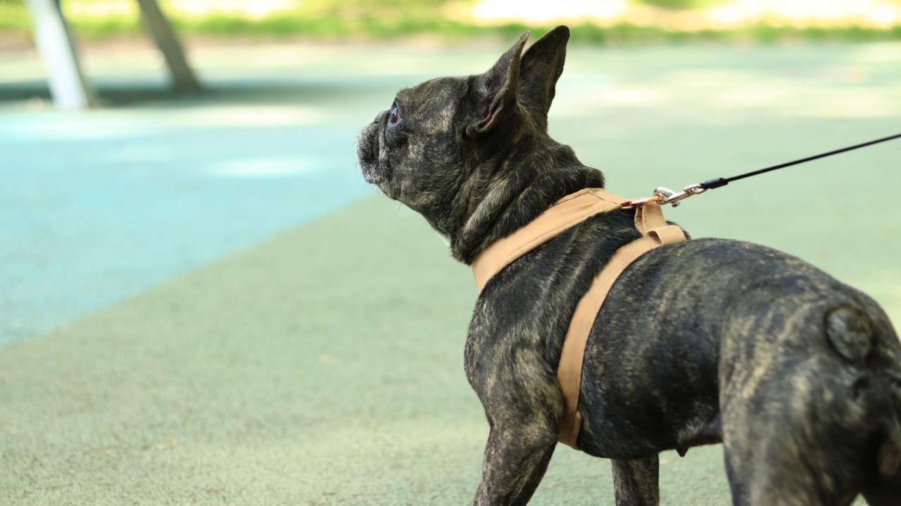 Best Bulldog Harnesses: Avoid Neck Pressure & Support Safer Walks