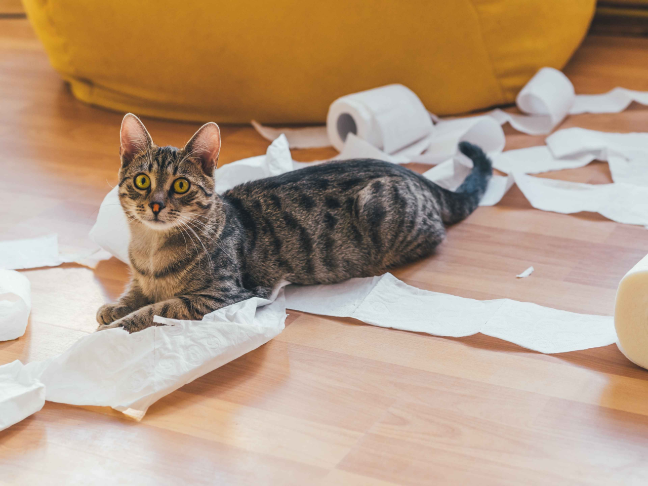 Effective Ways to Stop Destructive Behaviour in Indoor Cats