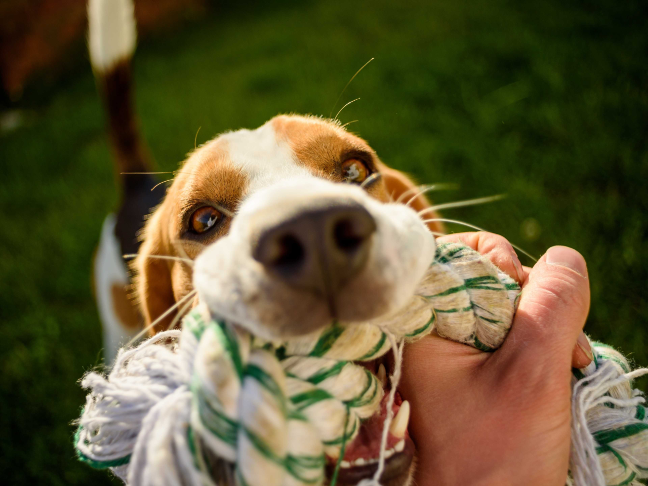 How to Clean and Disinfect Pet Toys Safely at Home