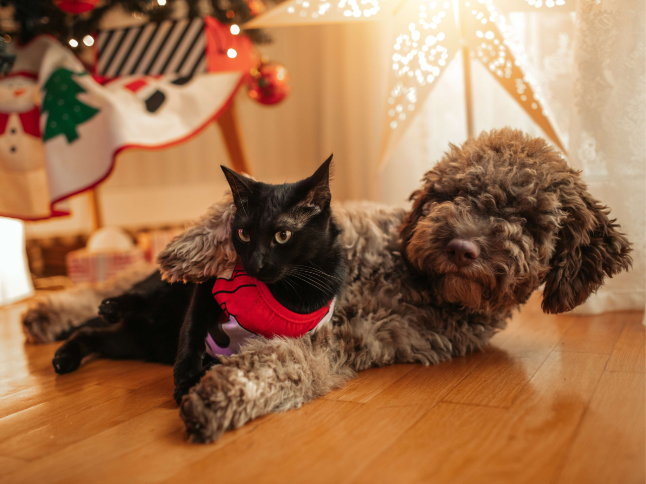 A NZ Summer Christmas Survival Guide For Pets