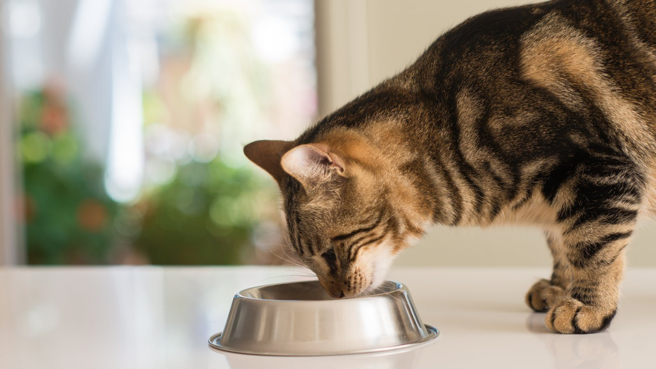 Cat Food Toppers in NZ: What They Do and How to Use Them