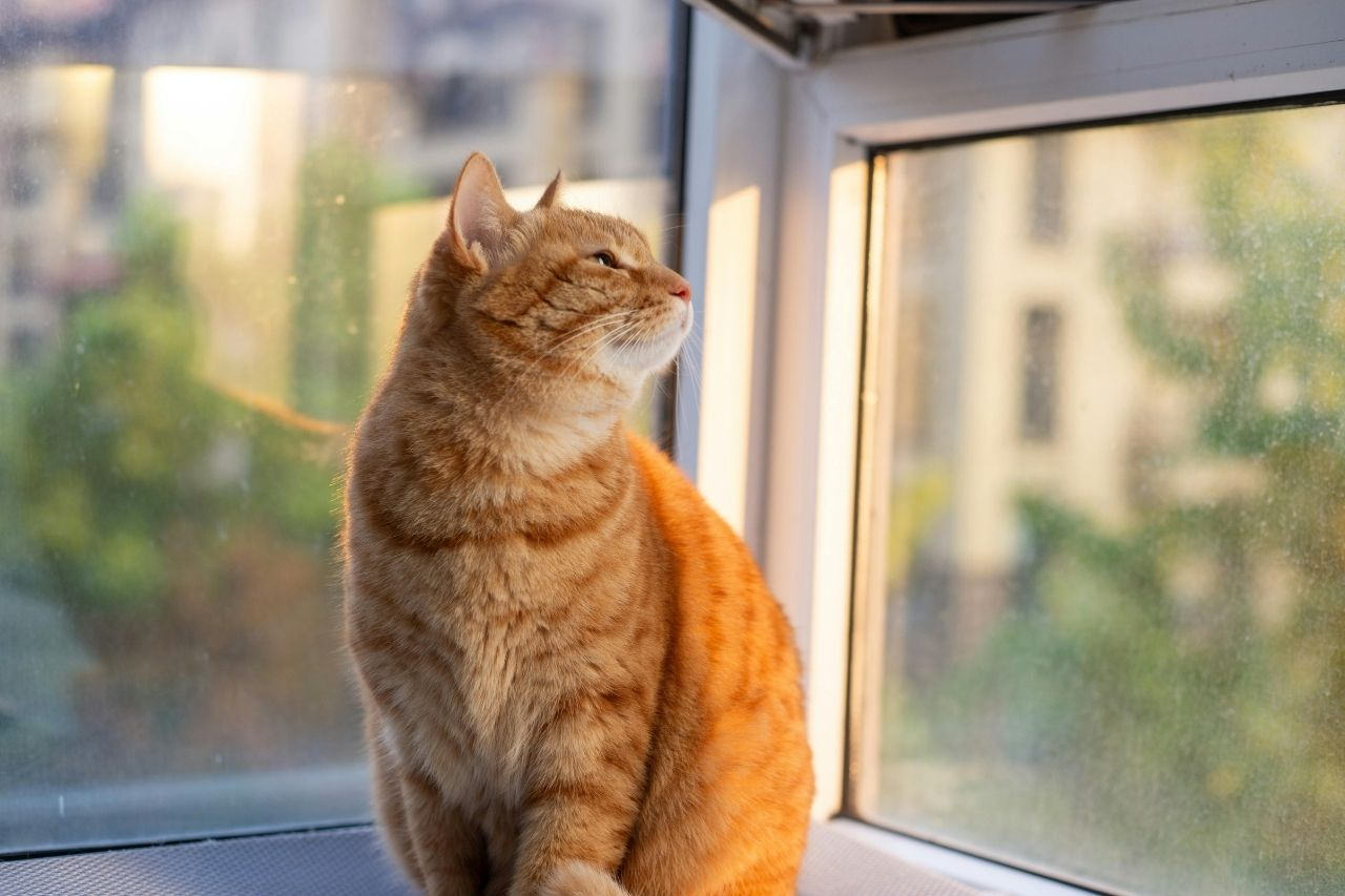 How Cats Age: Life Stages and What Changes When