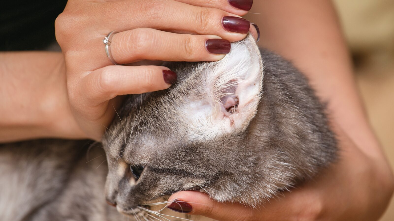 Cat Ear Mites: Signs, Treatment and Prevention