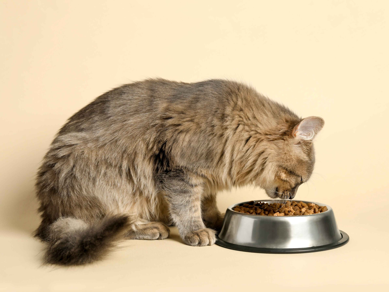 Your Complete Guide to Choosing the Best Cat Bowl in NZ