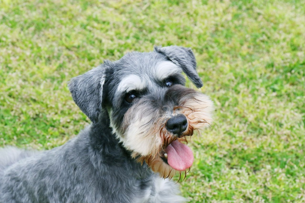 How Often Should I Feed My Miniature Schnauzer? Puppies & Adult Feeding Guide