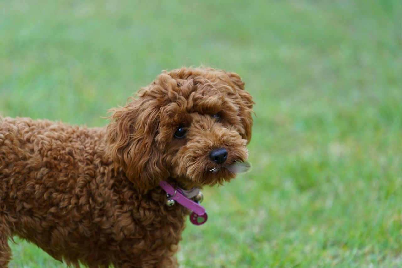 Top 10 Small Dog Breeds for Kiwi Families in New Zealand