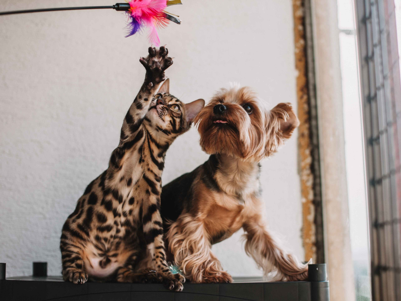 Best Indoor Exercises for Dogs and Cats: Keep Pets Healthy and Active