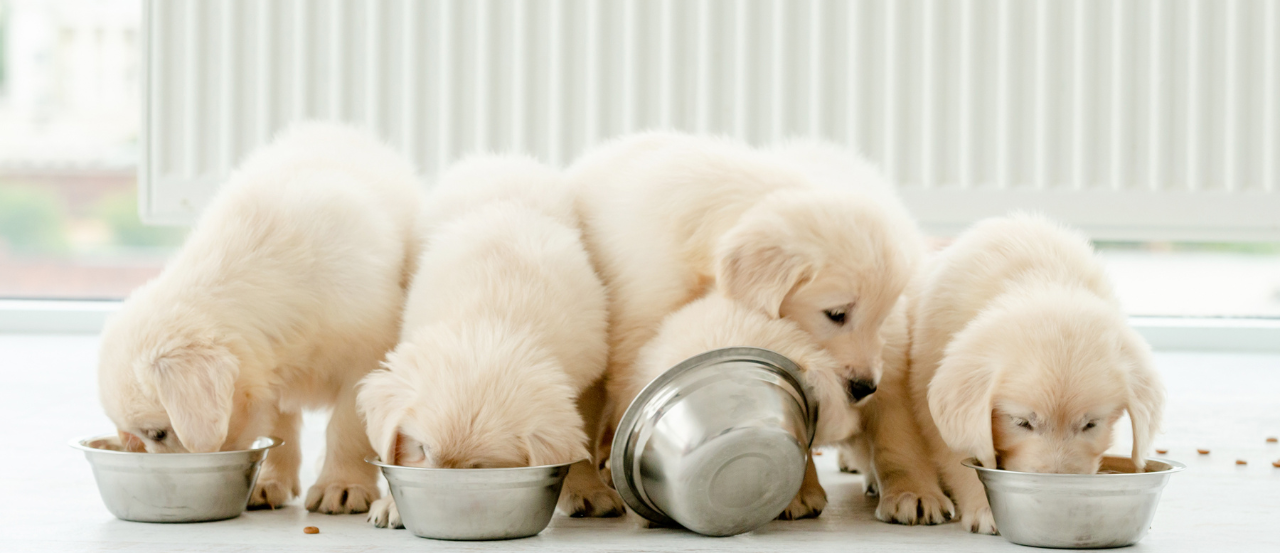 Best Place to Get Puppy Food Delivered in NZ