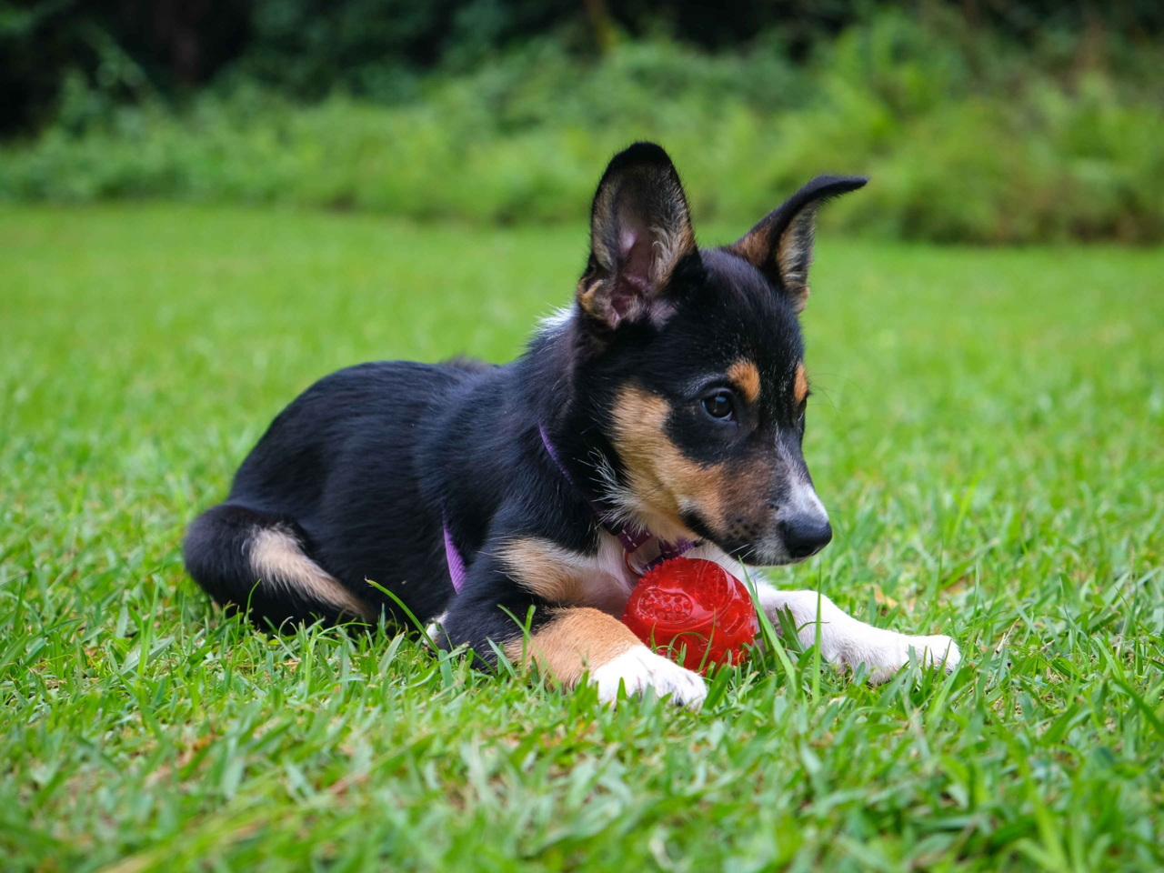 Best Puppy Teething Toys in NZ: Safe, Fun & Soothing Picks