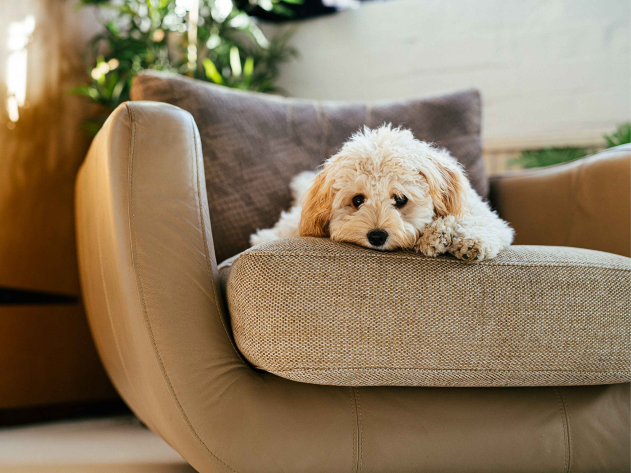 Do Pets Grieve? Signs of Pet Grief and How to Support Them