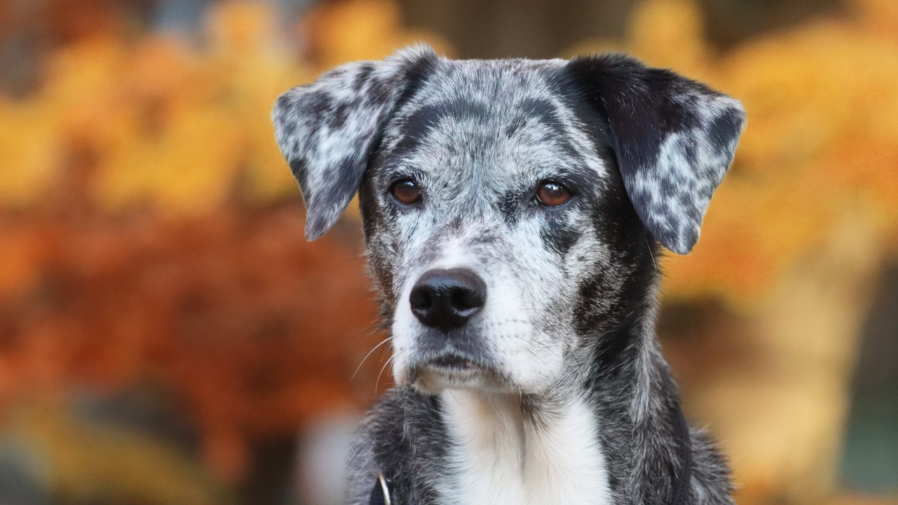 Senior Dog Skin & Coat Care: A Gentle Routine