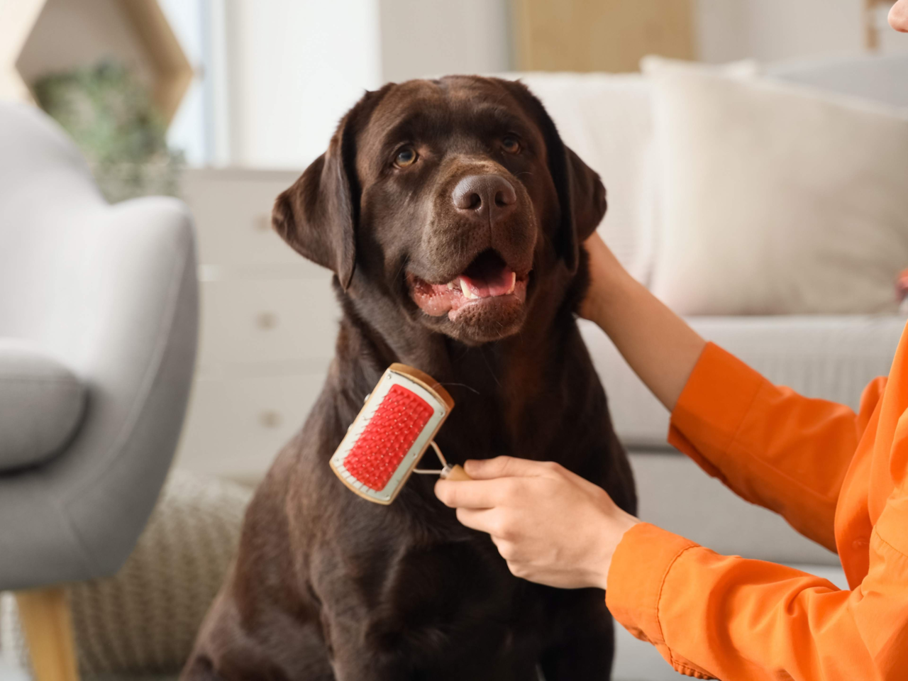 Top 5 Dog Grooming Tools Every Kiwi Pet Parent Needs